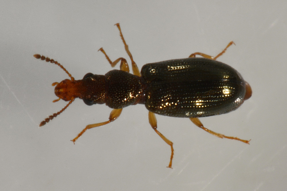 Salpingidae:   Salpingus planirostris